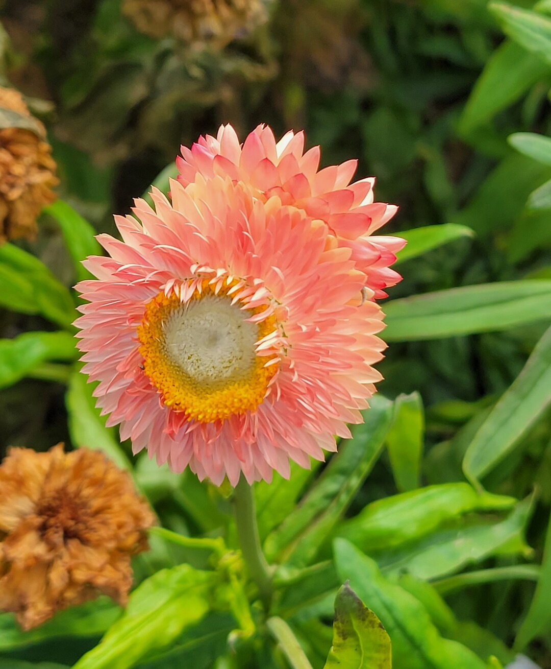 Strawflower Apricotpeach Mix helichrysum Bracteatum 30 Etsy