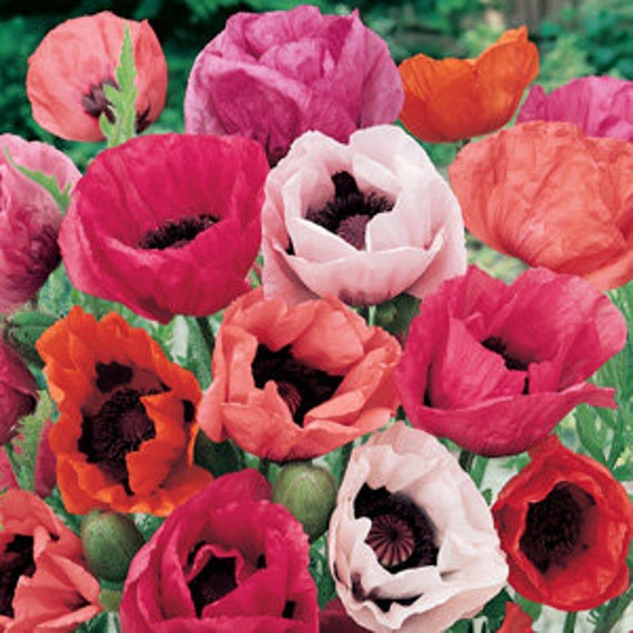 Poppy Giant Hybrid Mix (papaver Orientale) 50 Flower Seeds