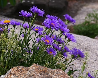 Aster alpinus Dark Beauty (Dunkle Schone) 25 semillas de flores