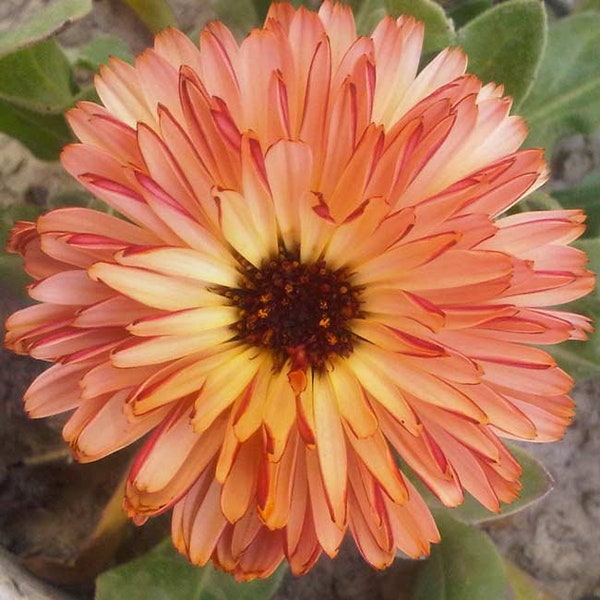 Calendula Pink Surprise (Pot Marigold)  30 Flower Seeds