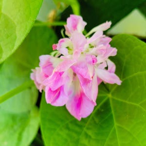 May include: A close-up of a pink flower with white accents, surrounded by large, bright green leaves. The flower has multiple layers of delicate petals, with a vibrant pink hue. The leaves provide a contrasting backdrop.