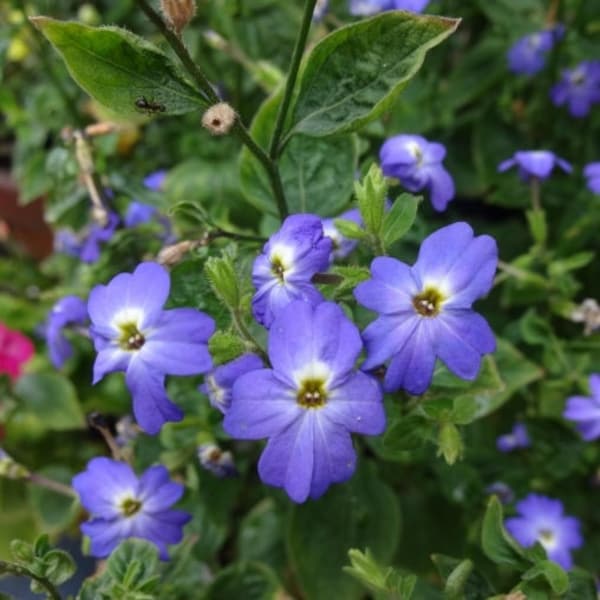 Browallia americana Blue Lady  (Annual Bush Violet) 50 Flower Seeds