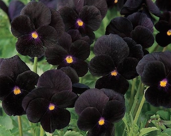 Pansy Clear Crystals Black (Black Devil) 25 Flower Seeds