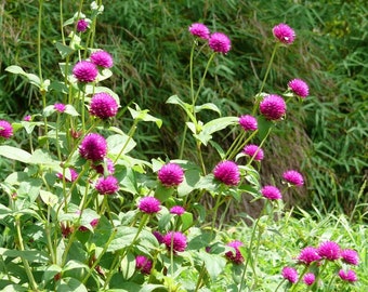 Gomphrena QIS Purple (Globe amaranth) 30 Flower Seeds