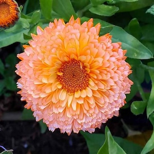 K&ouml;nnte beinhalten: Nahaufnahme einer leuchtend orange-gelben Ringelblume in voller Bl&uuml;te. Die Blume hat mehrere Schichten von Bl&uuml;tenbl&auml;ttern und eine dunkelbraune Mitte. Gr&uuml;ne Bl&auml;tter umgeben die Blume, mit einer Knospe oben links.