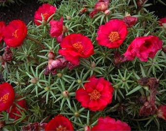 Rosier mousse rouge (Portulaca grandiflora) 50 graines de fleurs