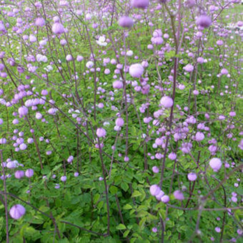 Thalictrum delavayi Meadow Rue 15 Flower Seeds image 2