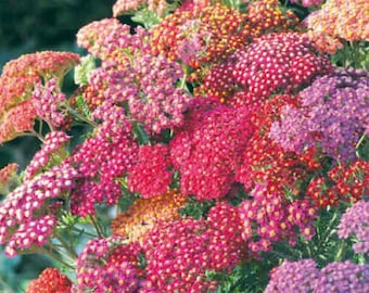 Bayas de verano de Achillea (Milenrama) 35 semillas de flores