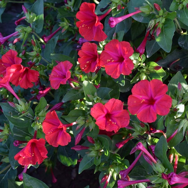 Four O’ Clock Red (Mirabilis jalapa) 35 Flower Seeds