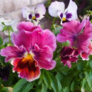 May include: A cluster of vibrant pansy flowers featuring ruffled petals in shades of deep magenta, bright pink, and dark purple with yellow centers, alongside smaller white and purple pansies, all surrounded by lush green foliage and leaves.