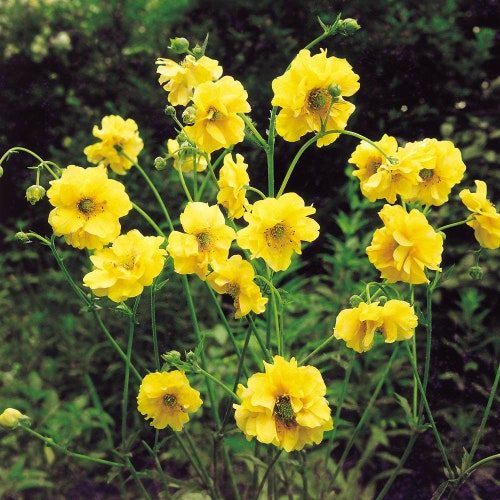 Geum Lady Stratheden (Goldball) 35 Flower Seeds