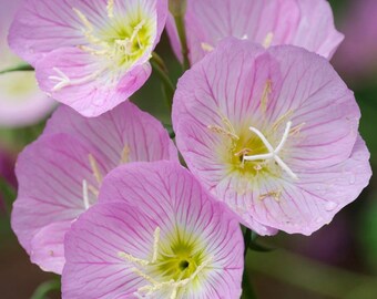 Mexican Evening Primrose (Oenothera speciosa ) 50 Flower Seeds