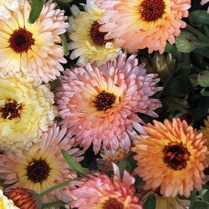 May include: Close-up of a collection of colorful calendula flowers. The flowers display a range of colors, including yellow, peach, and pink, with dark brown centers. The petals are layered and textured, creating a full, vibrant appearance.