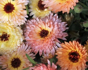 Calendula Cantaloupe (Calendula officinalis) 15 Flower Seeds