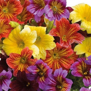 Salpiglossis grandiflora Finest Mix Painted Tongue 25 Flower Seeds image 2