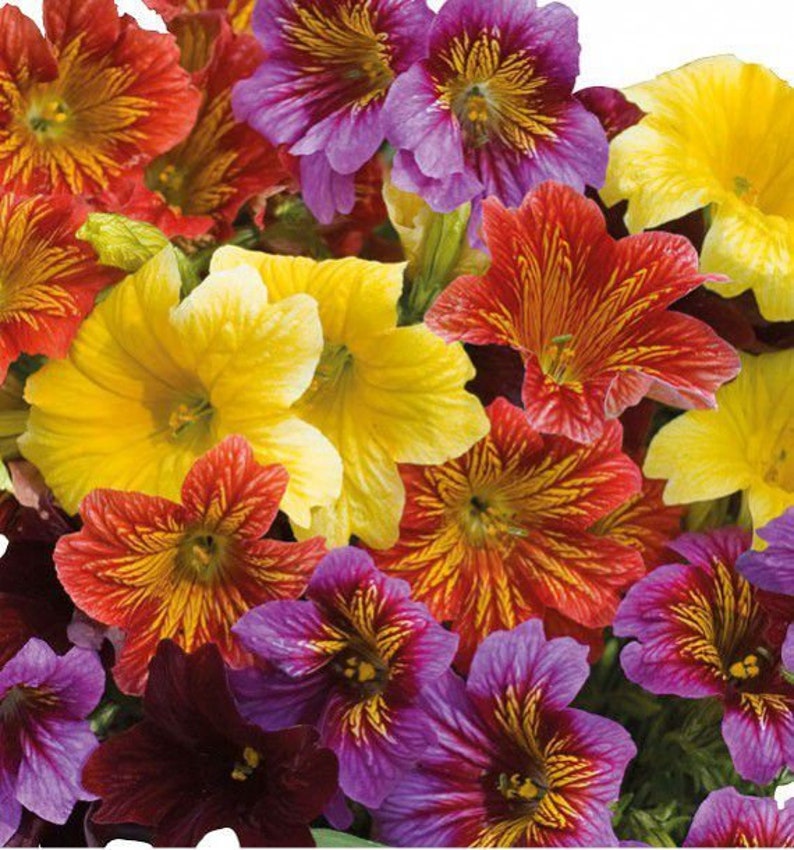 Salpiglossis grandiflora Finest Mix Painted Tongue 25 Flower Seeds image 2