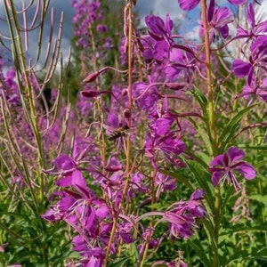 Fireweed or Rosebay Willowherb chamaenerion Angustifolium 50 Flower ...