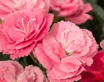 Dianthus Flora Pearl Salmon (20 Flower Seeds)