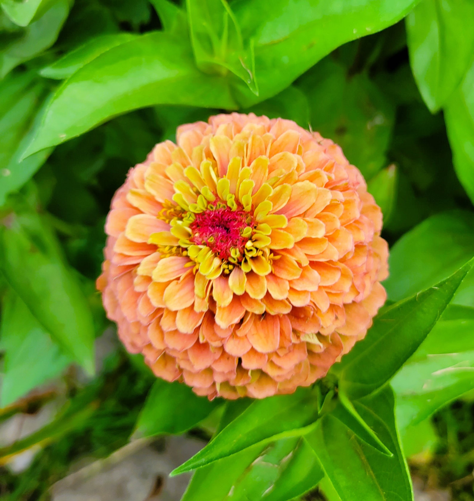 Zinnia Queeny Lime Orange zinnia Elegans 10 Flower Seeds Etsy
