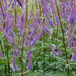 May include: A field of tall, slender purple flowers with long, spiky blooms. The flowers are a vibrant shade of purple, and the stems are a deep green. The leaves are a lush green, creating a beautiful contrast with the purple flowers.