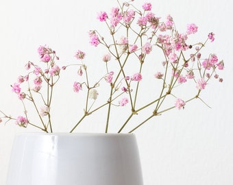 Gypsophila elegans Rosea (Baby’s Breath)  50 Flower Seeds