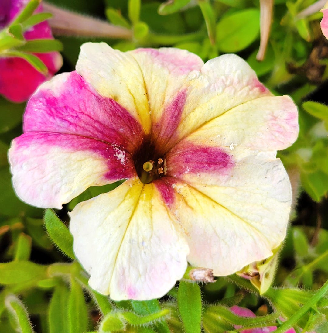 Petunia Shake Raspberry (10 Flower Seeds) - Etsy