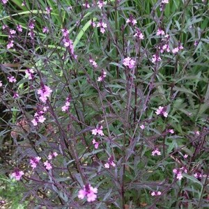 Verbena officinalis var. grandiflora Bampton Purple-Leaved Vervain 30 Flower Seeds image 2