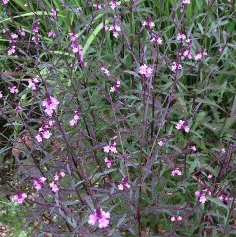 Verbena officinalis var. grandiflora Bampton Purple-Leaved Vervain 30 Flower Seeds image 2