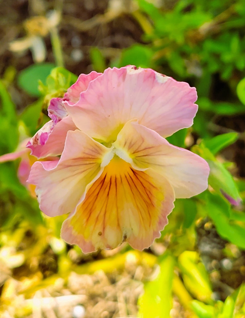 CrystalMoonBotanical Pansy Imperial - Thumbnail 2