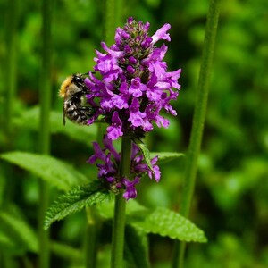 May include: A bumblebee pollinates a cluster of purple flowers with green foliage in the background.