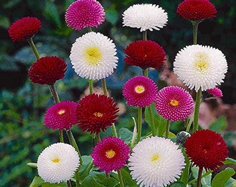 Bellis Super Pompon Extra Mix (English Daisy) 50 Flower Seeds