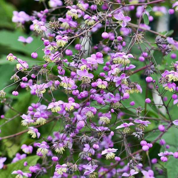 Thalictrum rochebrunianum var. grandisepalum (Meadow Rue) 15 Flower Seeds