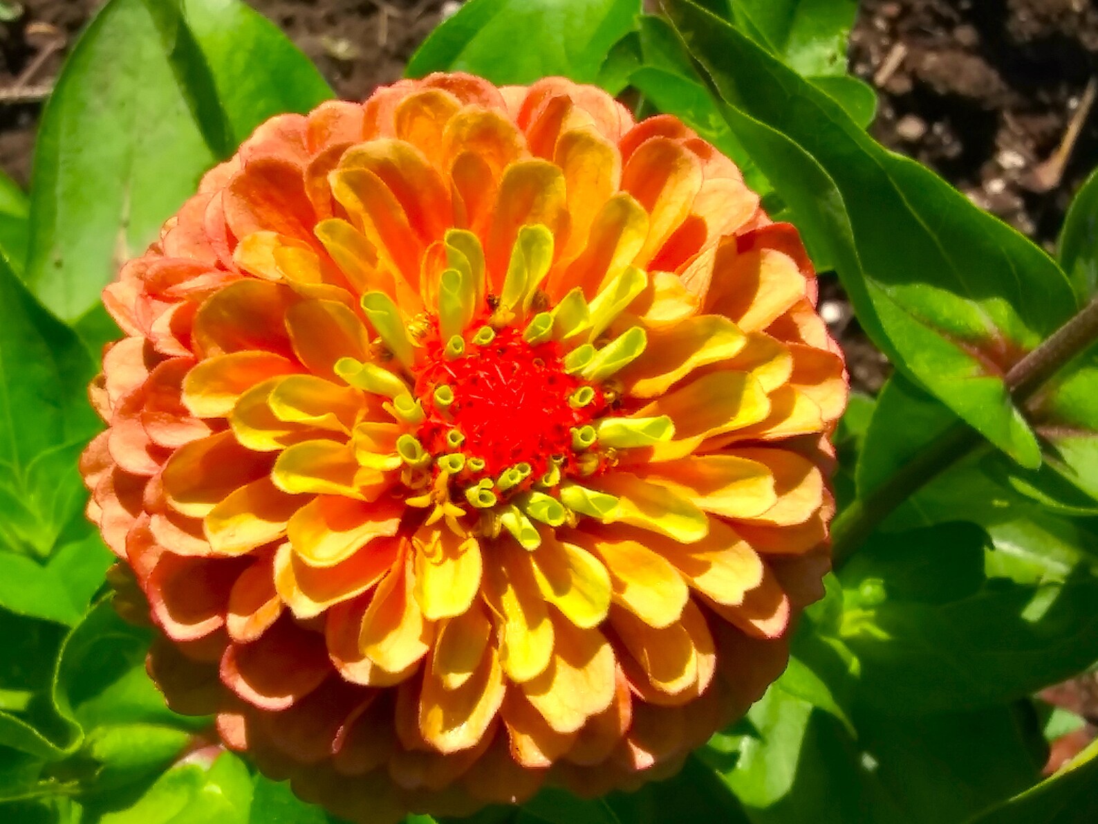 Zinnia Queeny Lime Orange zinnia Elegans 10 Flower Seeds Etsy