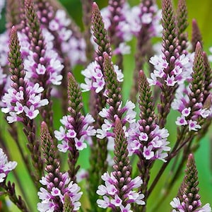 Verbena hastata Pink Spires (50 Flower Seeds)