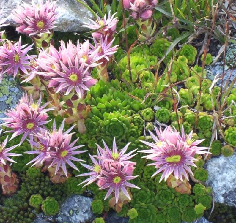 CrystalMoonBotanical Sempervivum Hippie Chicks - Thumbnail 4