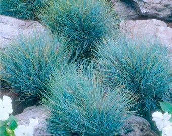 Blue Fescue (Festuca cinerea glauca Varna) 100 Ornamental Grass Seeds