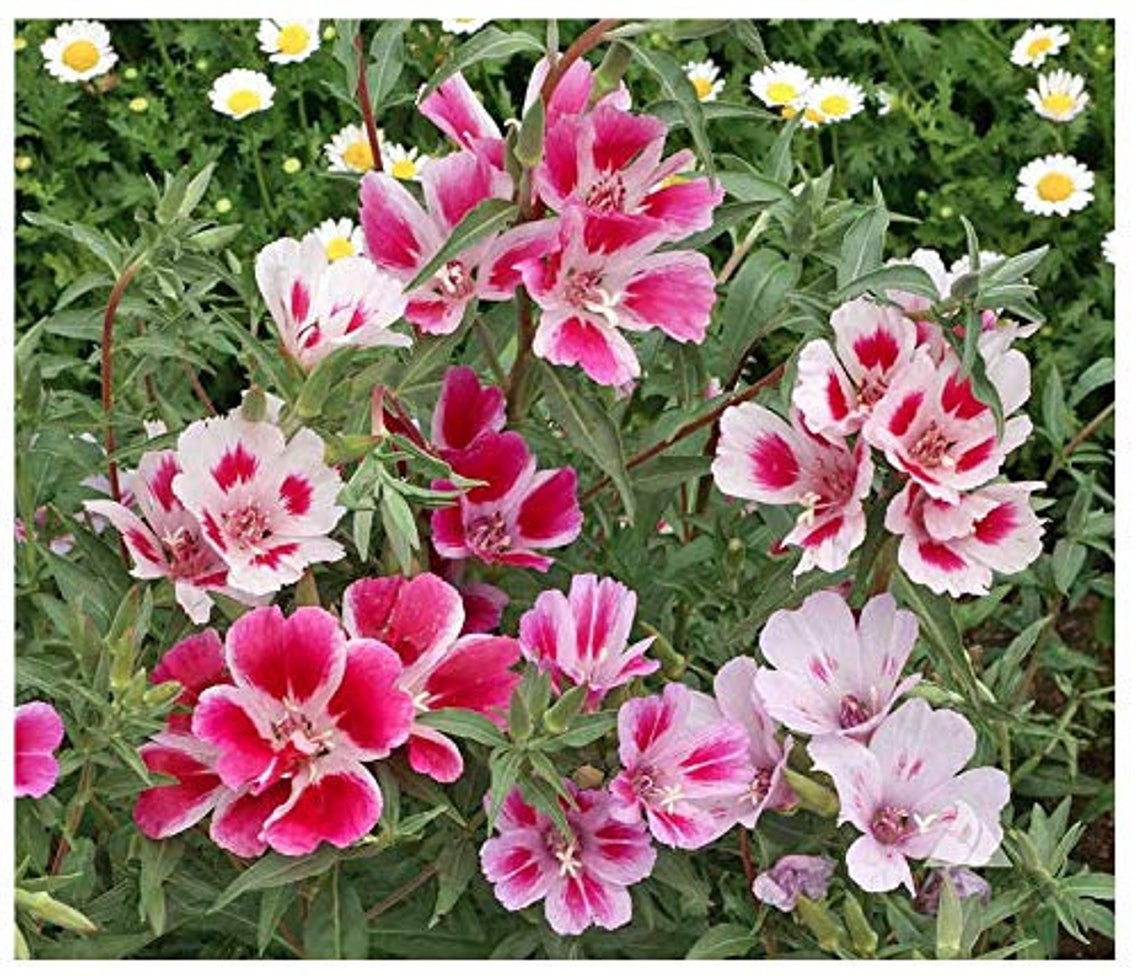 Godetia Grace Mix clarkia Etsy