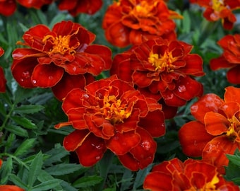 Marigold Red Cherry (French Marigold)  35 Flower Seeds