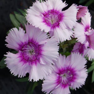 Dianthus Diana Lavender Picotee (30 Flower Seeds)