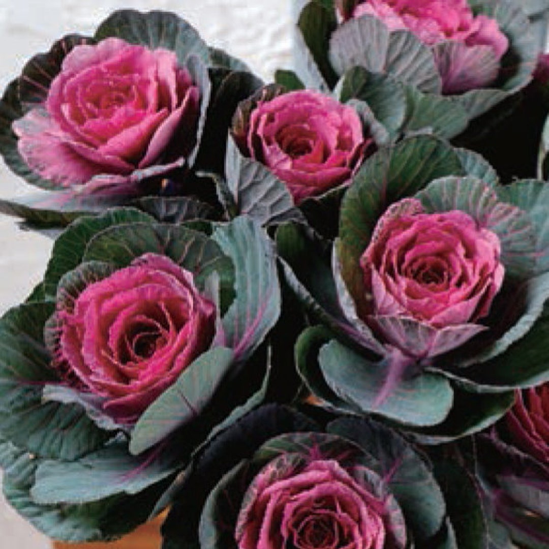 Flowering Kale Condor Red 20 Flower Seeds - Etsy