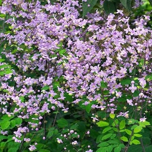 Thalictrum rochebruneanum Lavender Mist Meadow Rue 15 Flower Seeds image 1