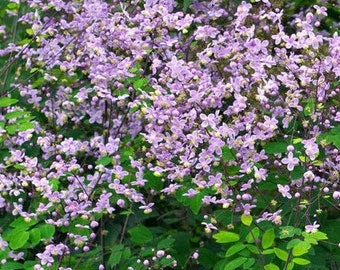 May include: A close-up of a bush with small, delicate, light purple flowers. The flowers are clustered together, creating a dense display. Green leaves provide a contrasting backdrop to the blooms.