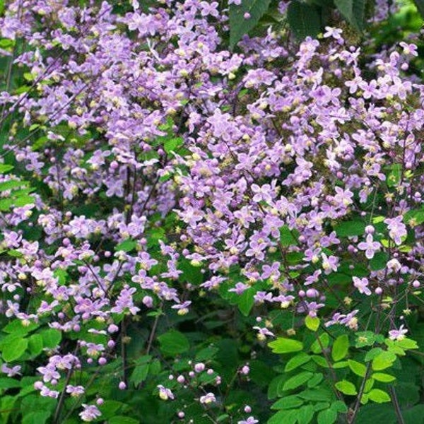 Thalictrum rochebruneanum Lavender Mist (Meadow Rue) 15 Flower Seeds