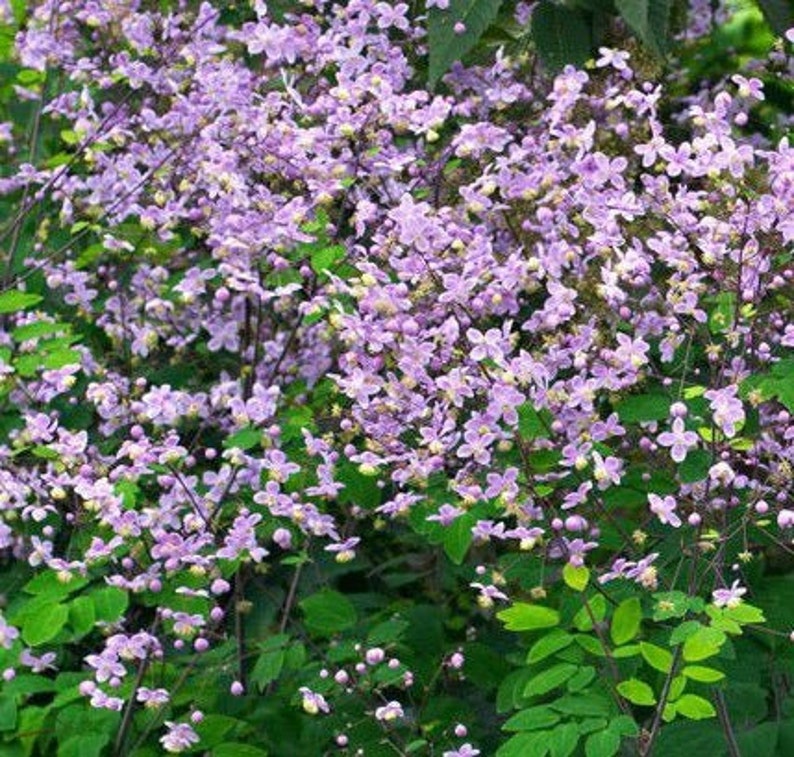 Thalictrum rochebruneanum Lavender Mist Meadow Rue 15 Flower Seeds image 1