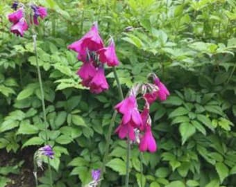 May include: A cluster of vibrant magenta flowers with bell-shaped petals hanging from slender green stems. The blossoms feature delicate, pointed tips and are surrounded by lush, serrated green foliage in a natural outdoor setting.