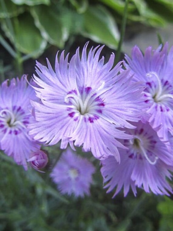Dianthus amurensis Siberian Blues 20 Flower Seeds Etsy Italia