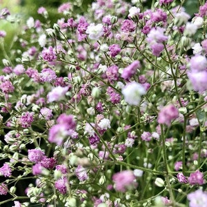 Gypsophila elegans Rosea (Baby’s Breath) 100 Flower Seeds