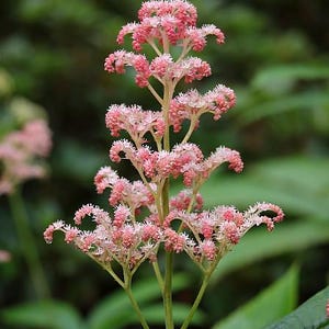 outdoor rose plants Sunblaze Sweet Rose | Compact Pink Patio Rose