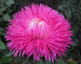 Semillas de Aster Gala Carmine Rose (Callistephus chinensis) - 20 unidades