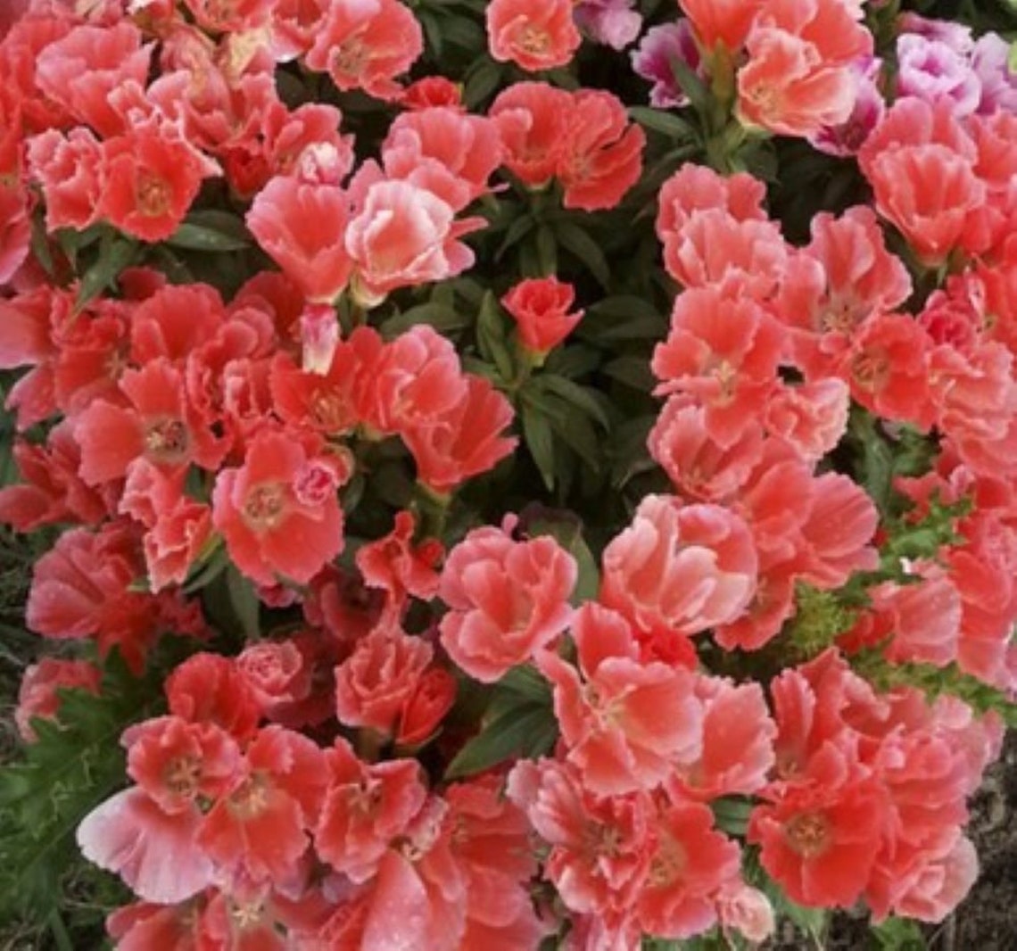 Godetia Grace Salmon clarkia Amoena 20 Flower Seeds Etsy